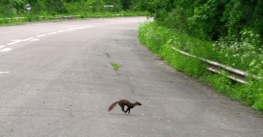 Animal.jpg